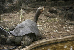 11月11日、ゾウガメの「ロンサム・ジョージ」、まだ父親になれず。写真は9月にガラパゴス・ナショナル・パークで（2008年 ロイター／Guillermo Granja）