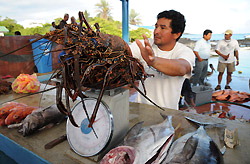 国立公園局に漁獲量の報告をするため、水揚げしたイセエビを計量する漁師＝ガラパゴス諸島サンタクルス島で