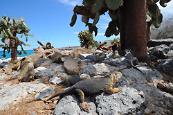 餌となるウチワサボテンが落ちてくるのをじっと待つガラパゴスリクイグアナ＝ガラパゴス諸島サウスプラザ島で