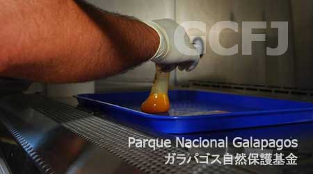 ガラパゴス国立公園のファブリシオ・ヴァルベルデ研究所でジョージの卵が開けられ、分析された