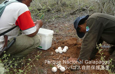 国立公園レンジャーが約80個の卵を収集することが期待される