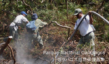 植物に水をかけて消火活動を行う国立公園レンジャーたち