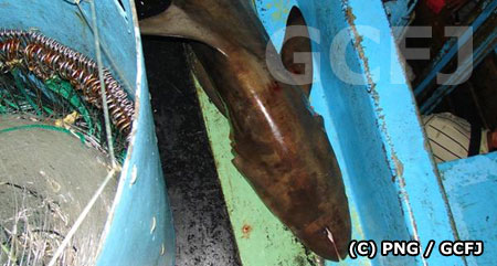 船の地下室で発見された数種類のサメ、45匹