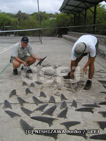 大量のサメのヒレを確認する国立公園スタッフ
