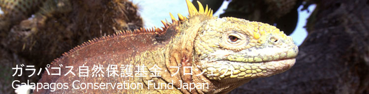 【ガラパゴスリクイグアナ】 ガラパゴス自然保護基金／Galapagos Conservation Fund Japan