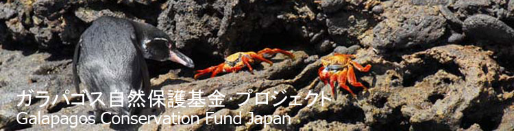 【ガラパゴスペンギンとサリーライトフット・クラブ】 ガラパゴス自然保護基金／Galapagos Conservation Fund Japan