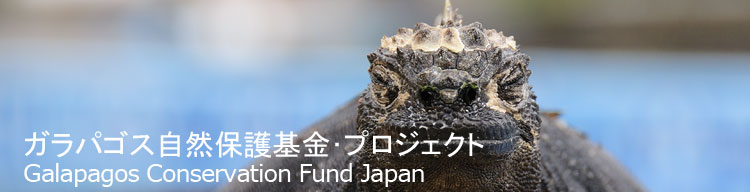 【ガラパゴスウミイグアナ】 ガラパゴス自然保護基金／Galapagos Conservation Fund Japan