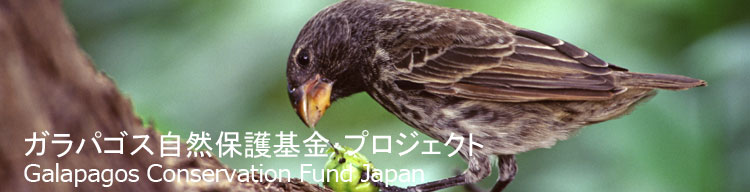 【ガラパゴスフィンチ】 ガラパゴス自然保護基金／Galapagos Conservation Fund Japan