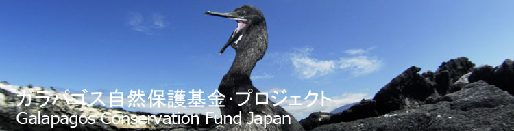 【ガラパゴスコバネウ】 ガラパゴス自然保護基金／Galapagos Conservation Fund Japan