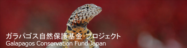 【ヨウガントカゲ】 ガラパゴス自然保護基金／Galapagos Conservation Fund Japan
