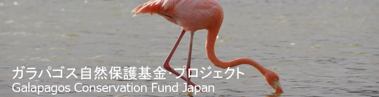 【オオフラミンゴ】 ガラパゴス自然保護基金／Galapagos Conservation Fund Japan