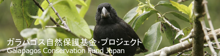 【ダーウィンフィンチ】 ガラパゴス自然保護基金／Galapagos Conservation Fund Japan