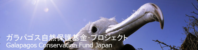 【ガラパゴスアメリカグンカンドリ】 ガラパゴス自然保護基金／Galapagos Conservation Fund Japan