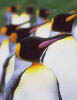ペンギン全１８種に会えますよっ！！