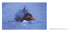 �C���g�r�y���M��