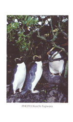 �t�B�����������h�y���M��