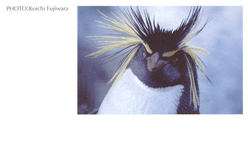 �C���g�r�y���M��