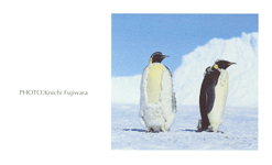 �G���y���[�y���M��