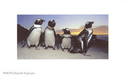 �A�t���J�y���M��