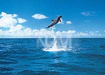 �C���J�E�Q