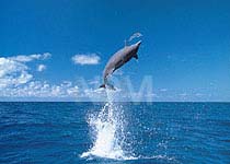 �C���J�E�S