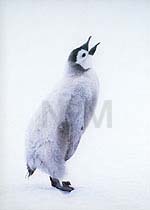 �y���M���E�`�R