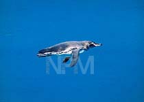 �y���M���E�`�P�P