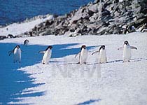 �y���M���E�`�P�Q