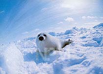 �A�U���V�E�S