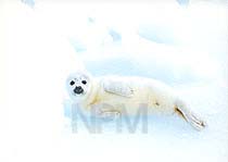 �A�U���V�E�T