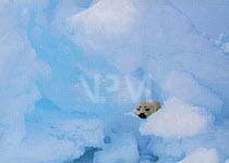 �A�U���V�E�P�P